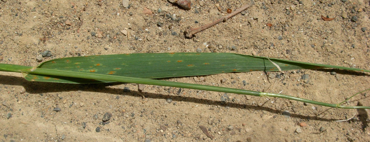 Avena sativa L. / Avena comune